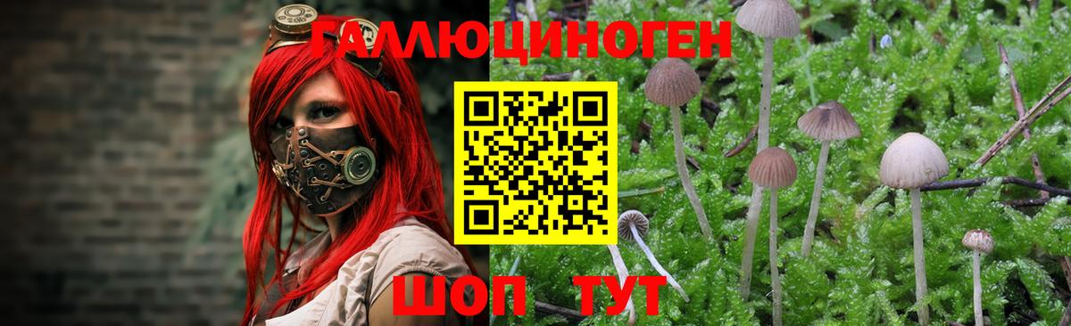 Псилоцибиновые грибы Psilocybe Рославль